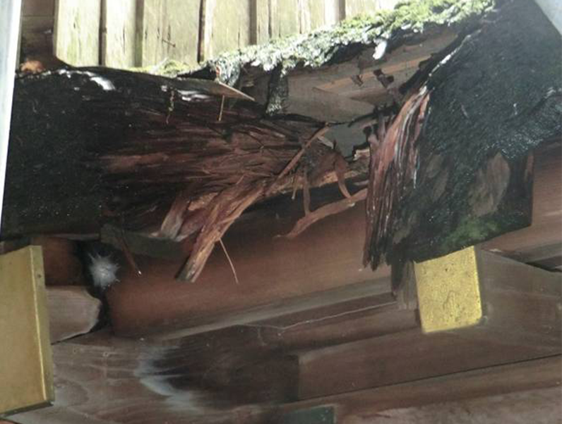 アライグマによる建物損壊の被害 （写真提供）関西野生生物研究所