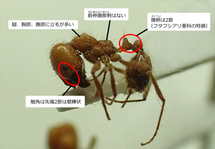 アカカミアリ｜東京都環境局「気をつけて！危険な外来生物」