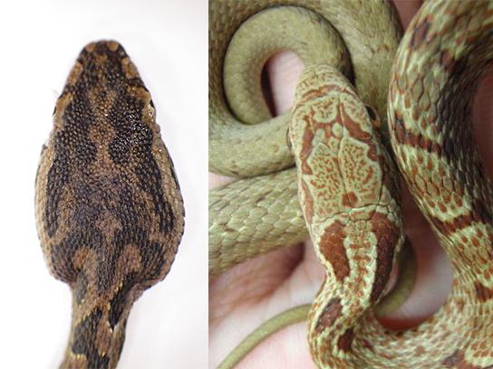 タイワンハブの頭部（左：三角形、細かいウロコ状）とシマヘビ幼蛇の頭部（右：楕円、大きなウロコ状）