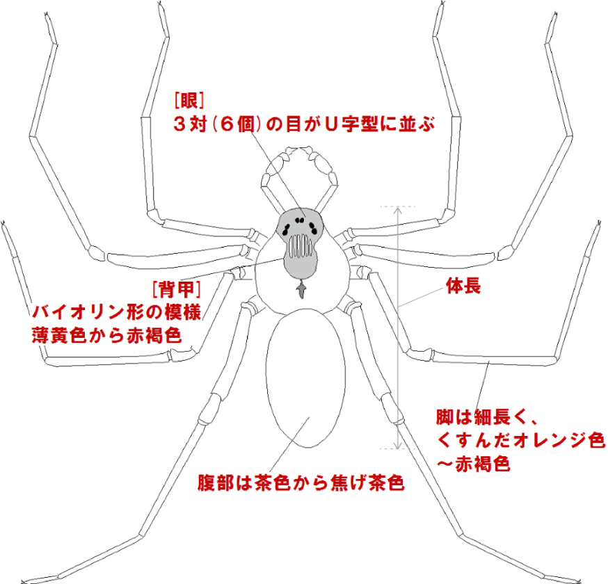 ドクイトグモの特徴