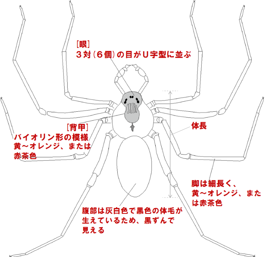 イエイトグモの特徴