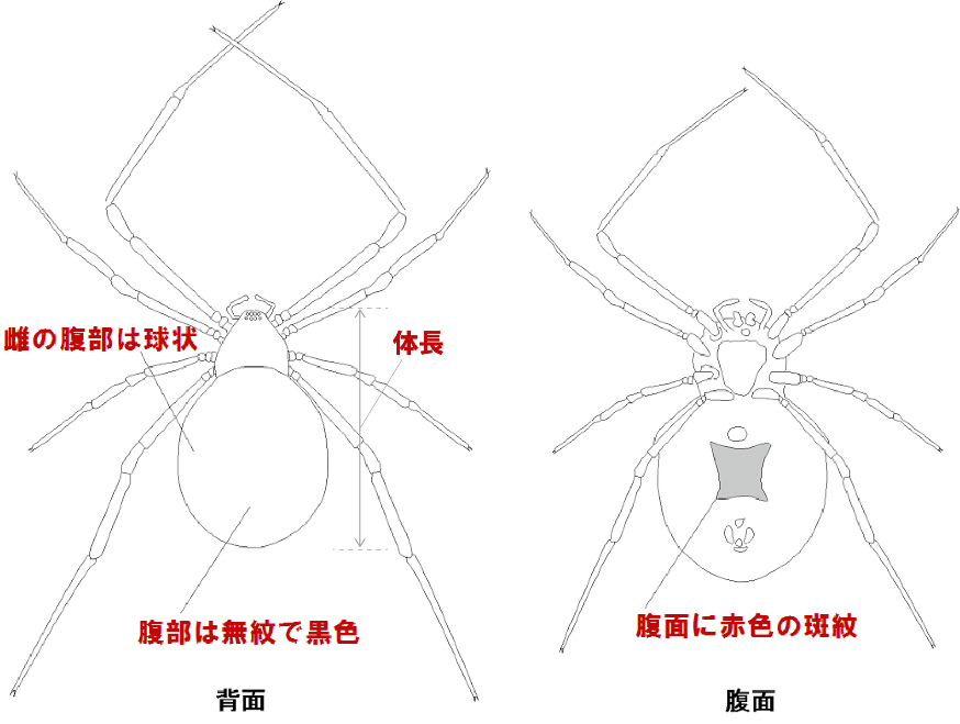 セアカゴケグモの特徴
