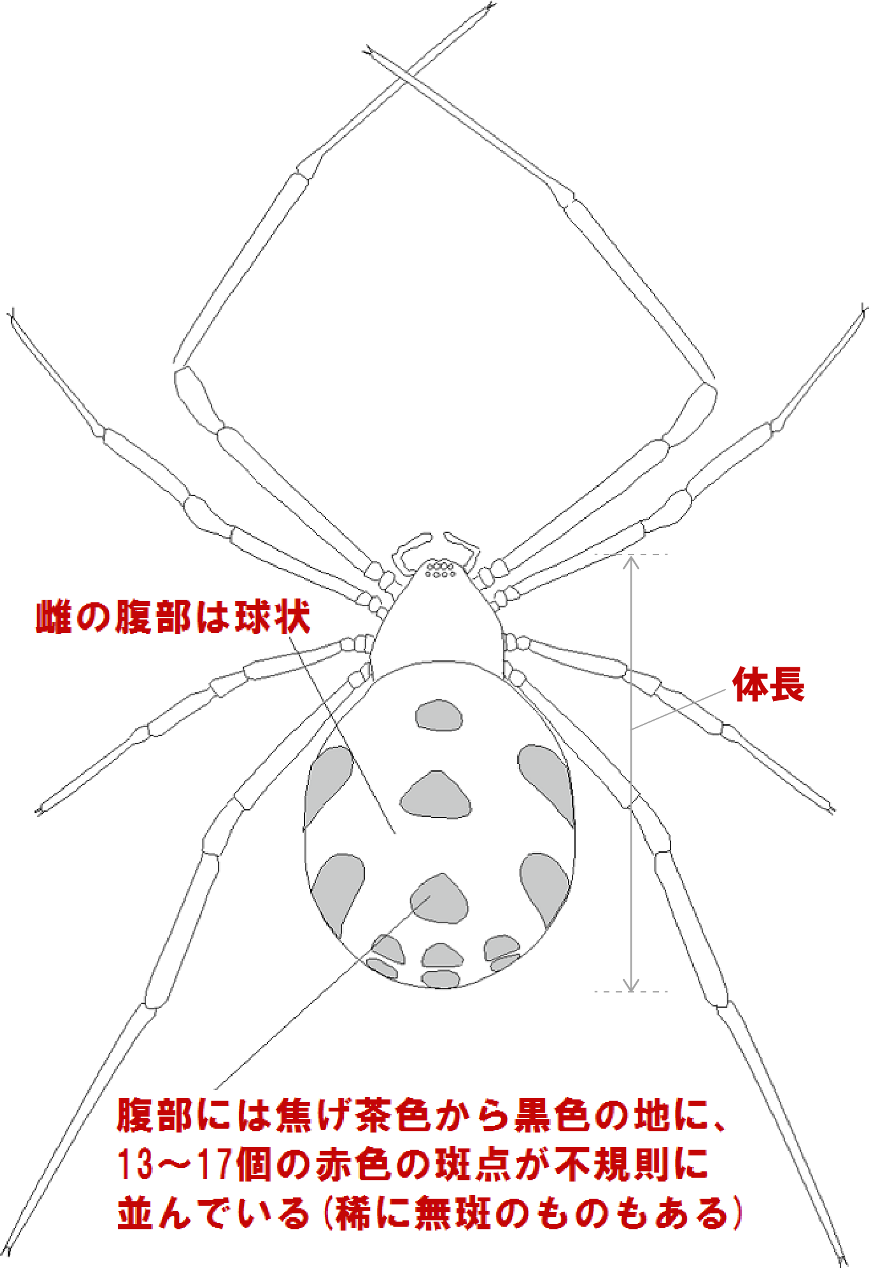 ジュウサンボシゴケグモの特徴